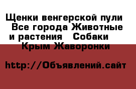 Щенки венгерской пули - Все города Животные и растения » Собаки   . Крым,Жаворонки